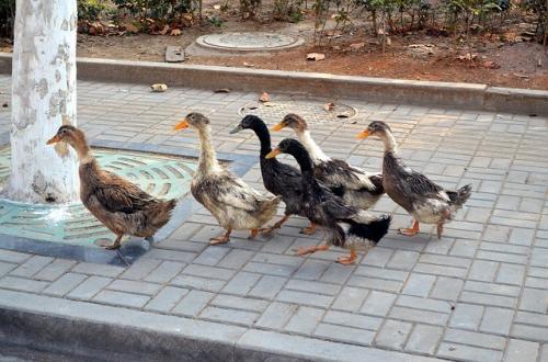 Do these ducks have a leader or are they waddling together?