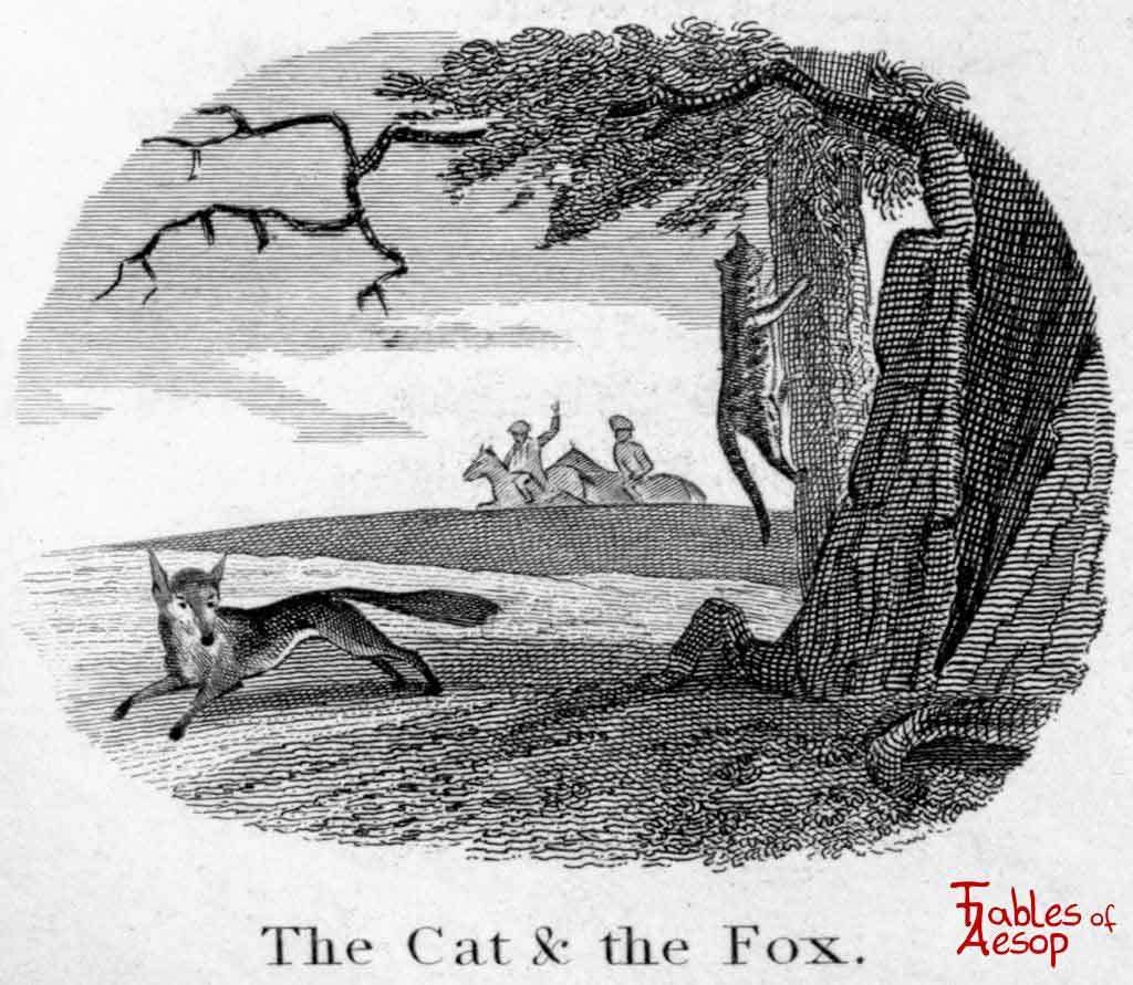 taylor-0147-cat-and-fox