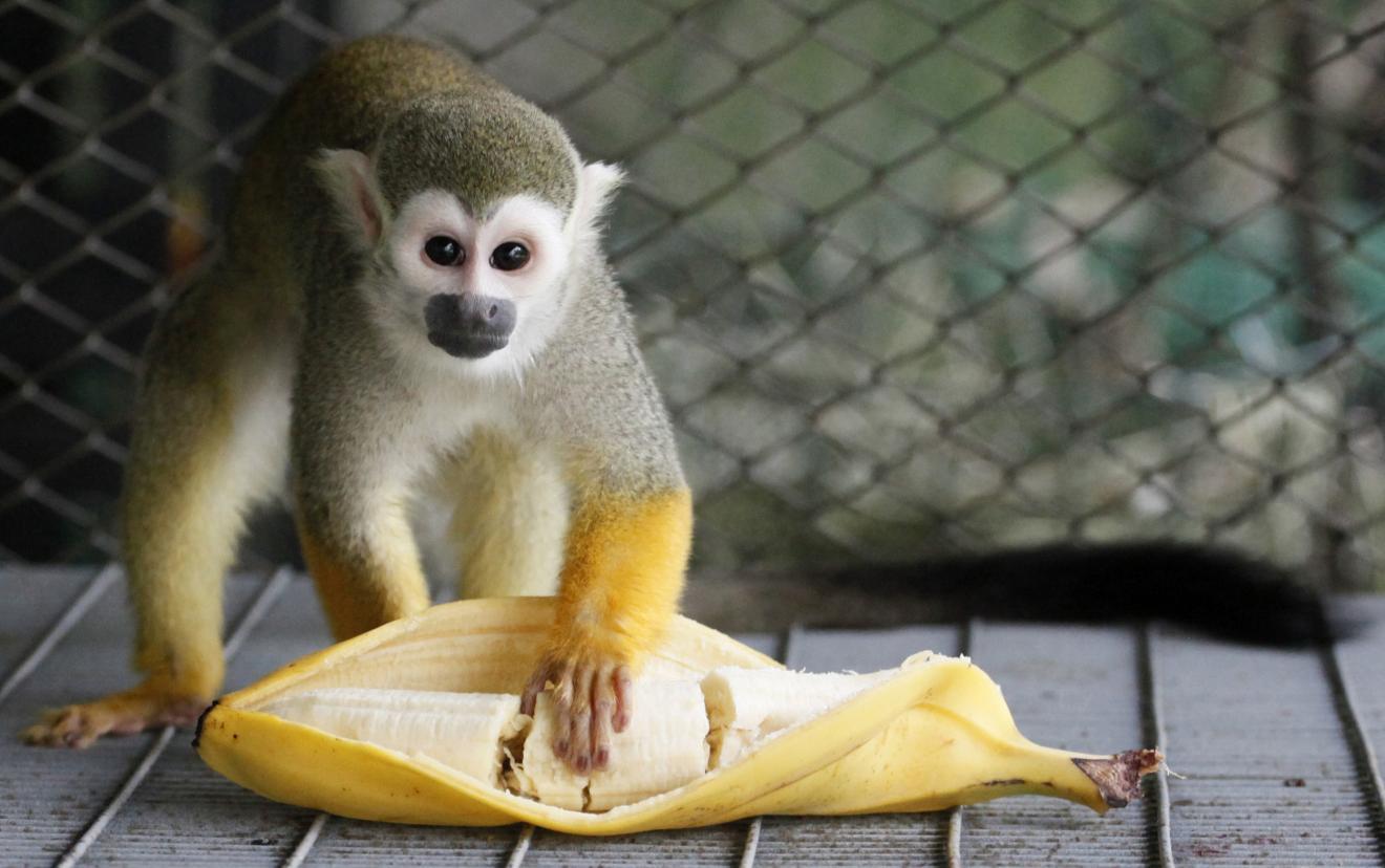 A male common squirrel monkey eats a banana.