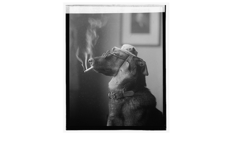 dogsmoking