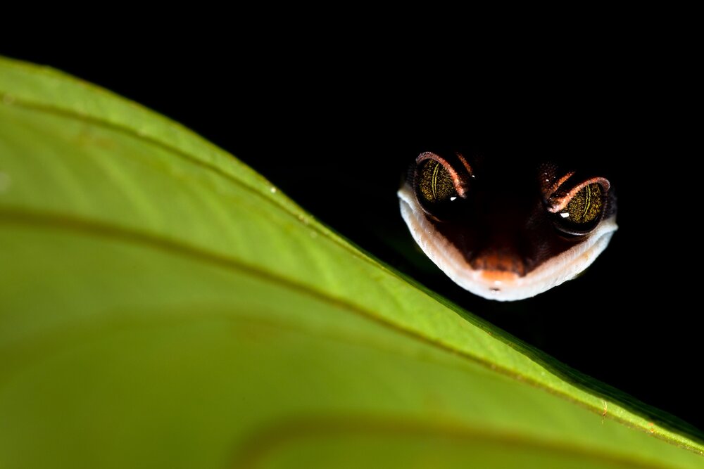 Cheshire Gecko