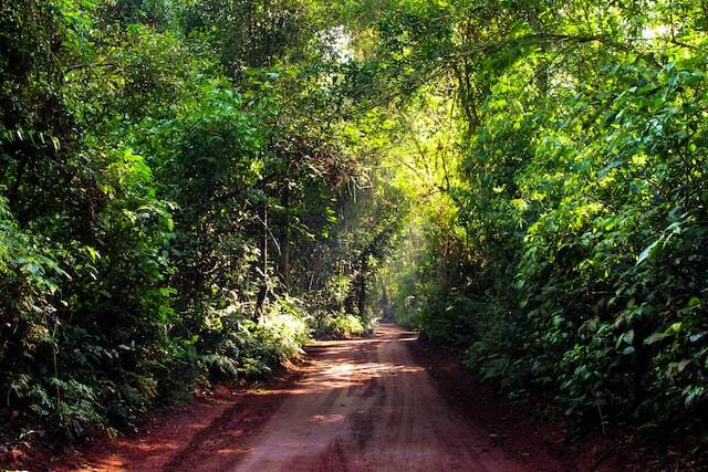 jungle road